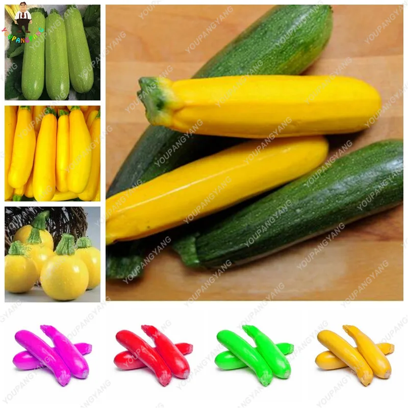 

30Pcs Multi-color Zucchini plants Freshly Easy Grow Good Taste Home Bonsai Balcony Organic Vegetables DIY Potted garden
