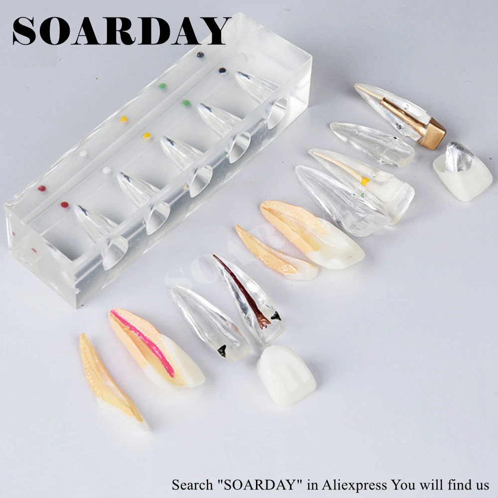SOARDAY Endodontic Restoration Model Teaching Practice
