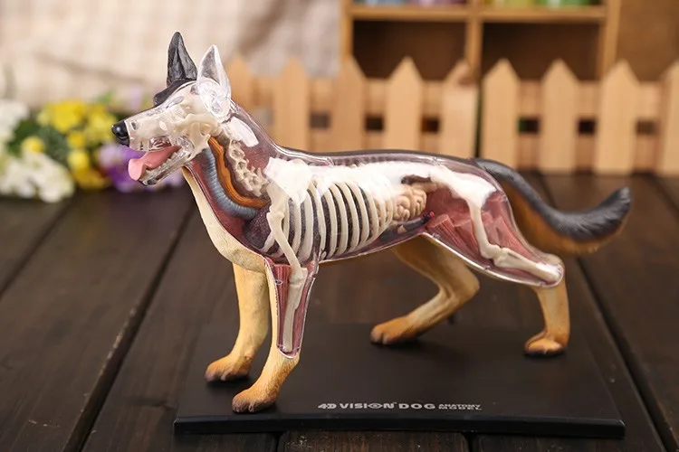 4D мастер собака анатомическая модель скелет модель кости мерная анатомическая модель научное образование модель