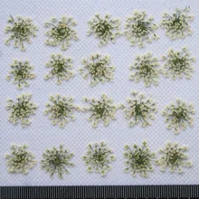 1000 шт навалом Упаковка белый кружевной цветок оптом упаковка гербарий пресс цветок для украшение свечей