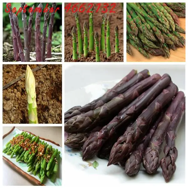 

50 pcs asparagus lower blood pressur,Vegetable and fruit Asparagus Fern Small Bamboo Bonsai Setose Asparagus Plants