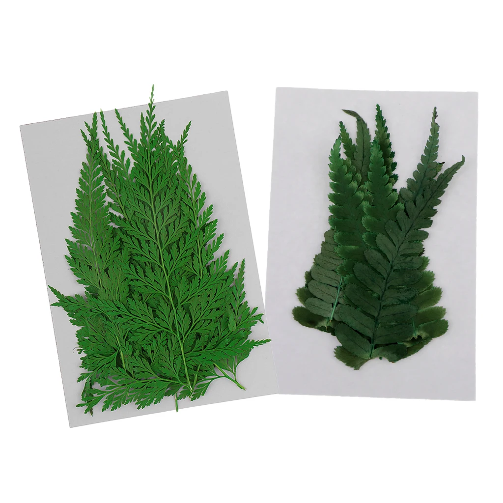 22 Pieces Pressed Fern Leaves Natural Dried Flowers DIY Scrapbooking Crafts