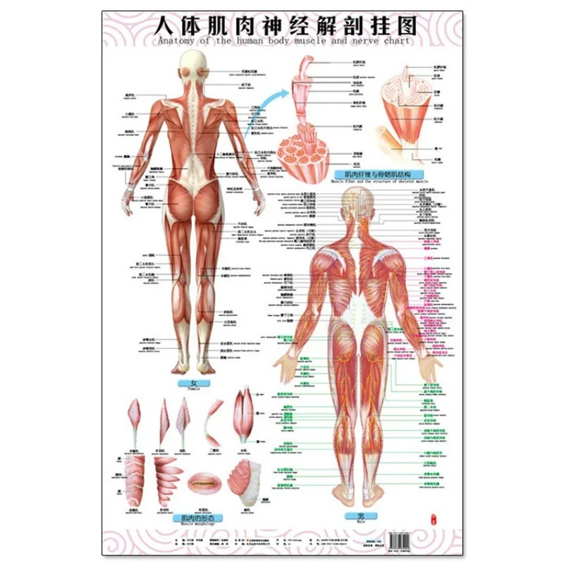 Анатомия мышц и нервов человеческого тела, 3 шт(лицевая сторона сзади), английские и китайские женские/мужские двуязычные плакаты