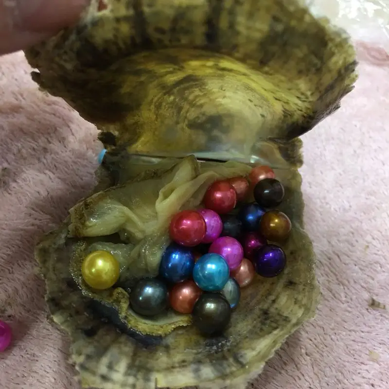 Large Stock Random Color Pearl Akoya Oysters Vacuum packed 6 7mm Round Akoya Pearl in Oyster