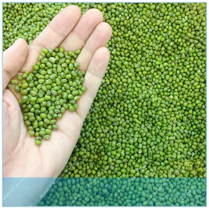 3PCS Winged Bean Seeds Spring Pea Organic Vegetable Home Garden Green Plant Seed
