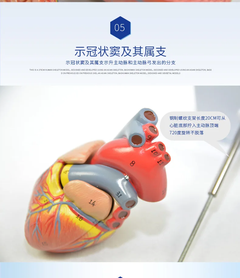 Человеческая анатомическая модель сердца человека висцеральная анатомическая модель офисное украшение