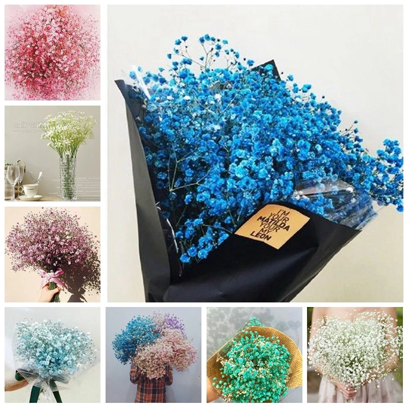 

2019 Spring New Arrival 100 pcs Gypsophila Paniculata Bonsai,Perennial Garden Flower Plants,Potted Plant for Outdoor