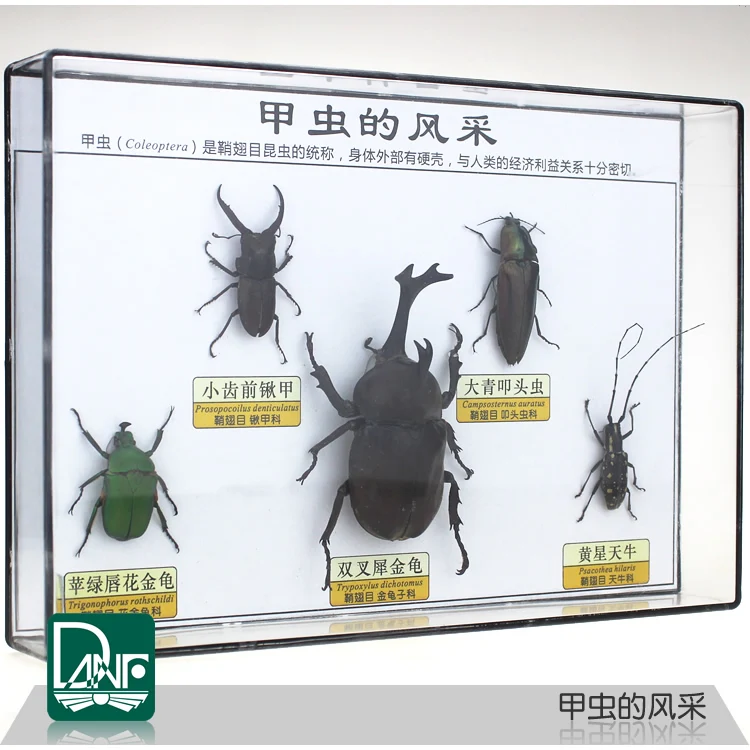 3/5/8 стержень виды образцы насекомых жук cicindela aurulenta Fabricius rypoxylus олень научно-учебного оборудования