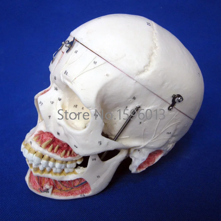 Disassembled Adult Skull Model with Blood Vessels and Nerves, 10 Parts Adult Skull with Neurovascular Disassembled Adult Skull Model with Blood Vessels and Nerves, 10 Parts Adult Skull with Neurovascular