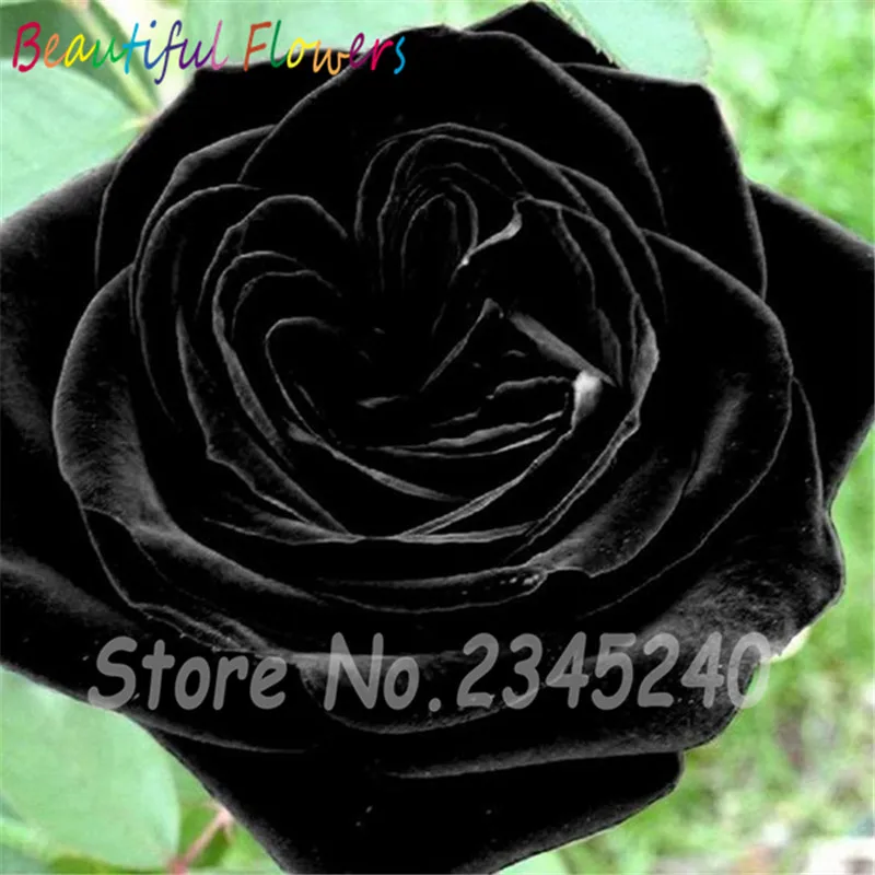 Buy 100 Pcs Black Rose Seeds Free Shipping