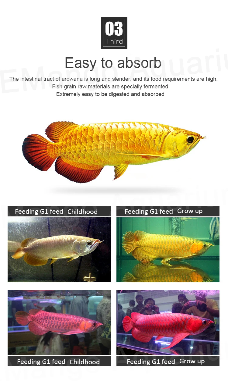 ゴールデンアロワナ生殖フィード肉食魚食用と白と消化することができ Feeders Aliexpress