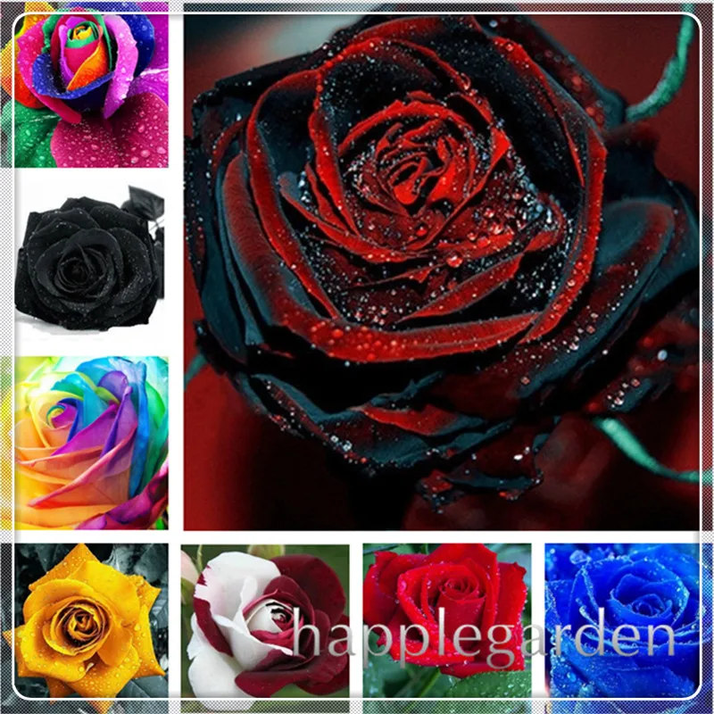 

Rare Exotic 200 Pcs Rose plants,Rainbow Roses Bonsai Flowers plants bonsai perennial garden jardim plante Mix Colors flowers