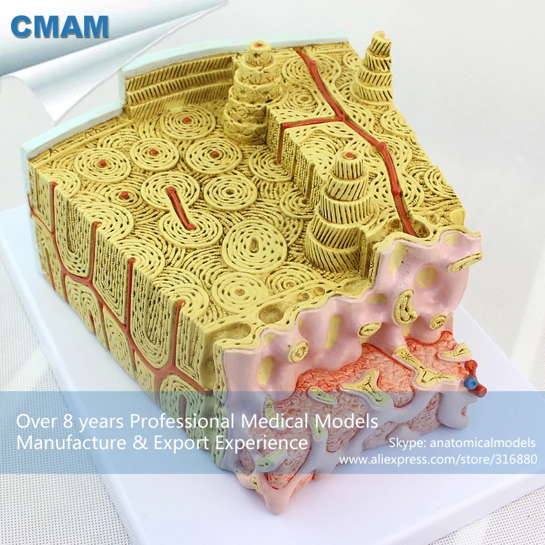 CMAM-JOINT09 Microscopic Human Anatomical Bone Structure Enlarge Anatomy