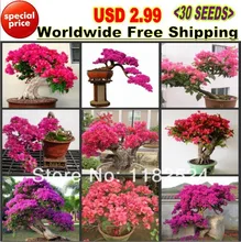 USD 2.99 Во Всем Мире 30 шт. Смешивать-цвета ‘Bougainvillea Spectabilis Willd «Семена Семена бонсай цветок растение