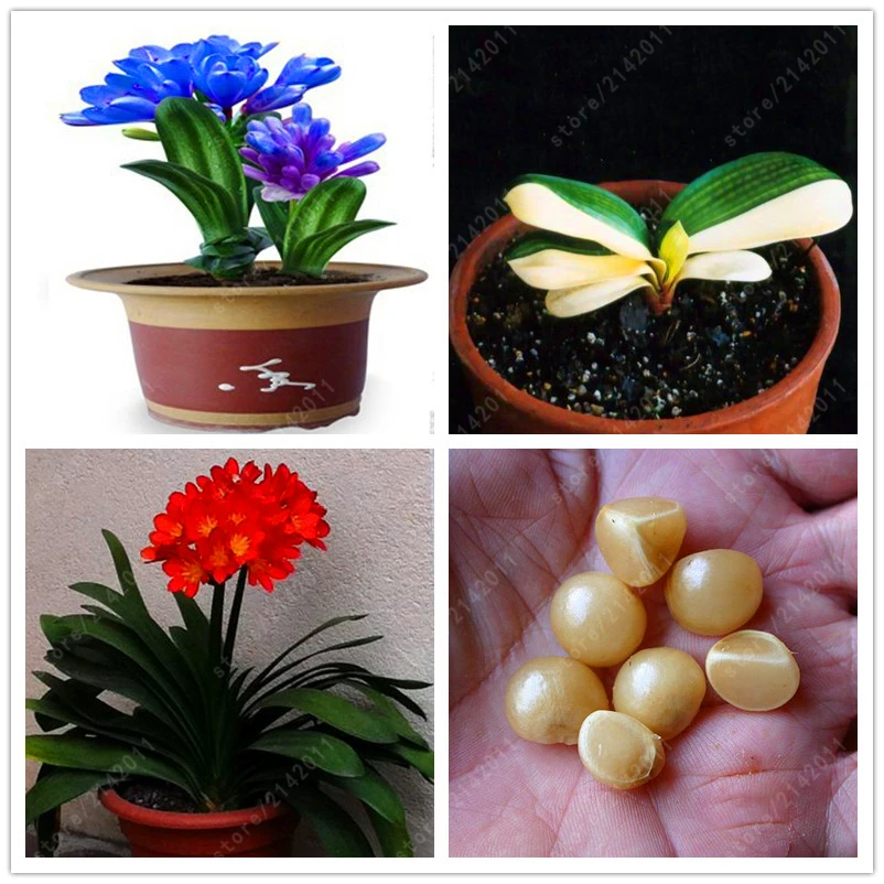 Online Buy Wholesale clivia plants from China clivia plants Wholesalers