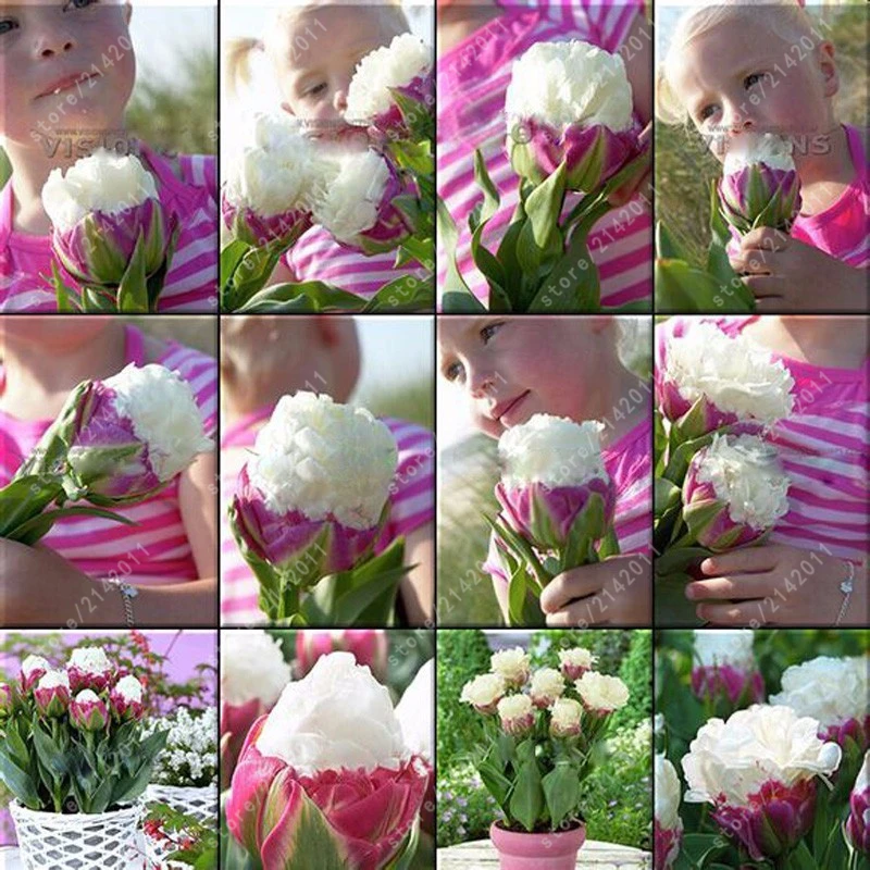 

10 PCS/bag Cabbage Rare tulip (not tulip bulbs) Aroma tulip plants,flower Exotic potted plant for home & garden