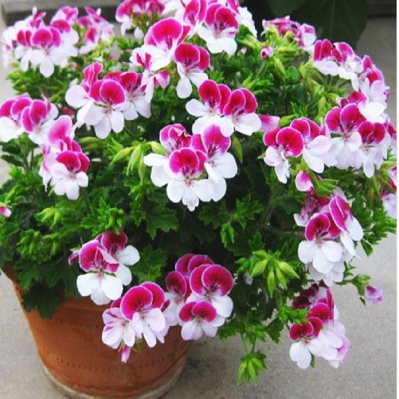 

Two-color Red White Univalve Geranium bonsais Perennial Flower bonsais Pelargonium Peltatum bonsais for Indoor Rooms 10pcs / Bag