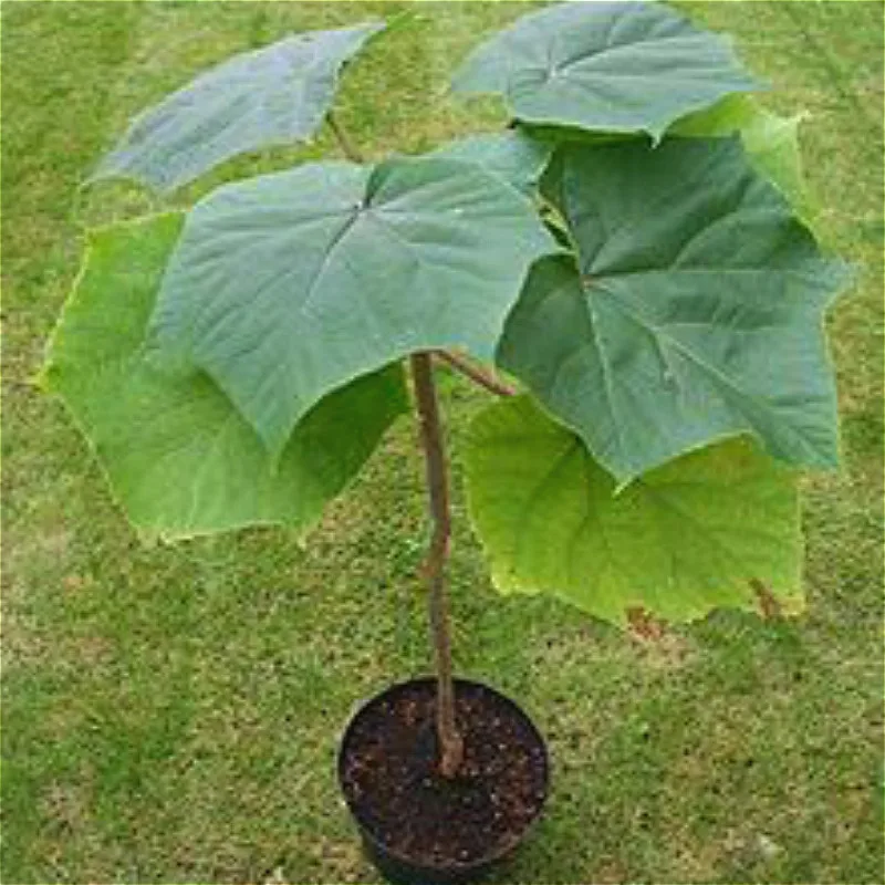 100 шт Paulownia удлиненные растения домашний сад бонсай украшения комнатные растения цветы сементы растения бонсай для продажи семиллы 100 шт Paulownia удлиненные растения домашний сад бонсай украшения комнатные растения цветы сементы растения бонсай для продажи семиллы