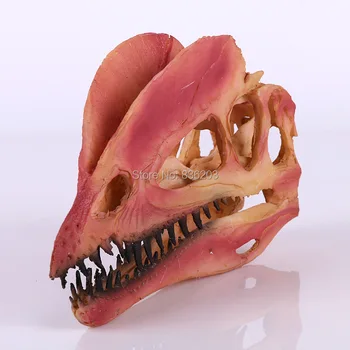 

Dinosaur Dilophosaurus Skull Resin Fossil Model Collectibles Skull Model From Collection Hand Made Resin Craft Home Decoration