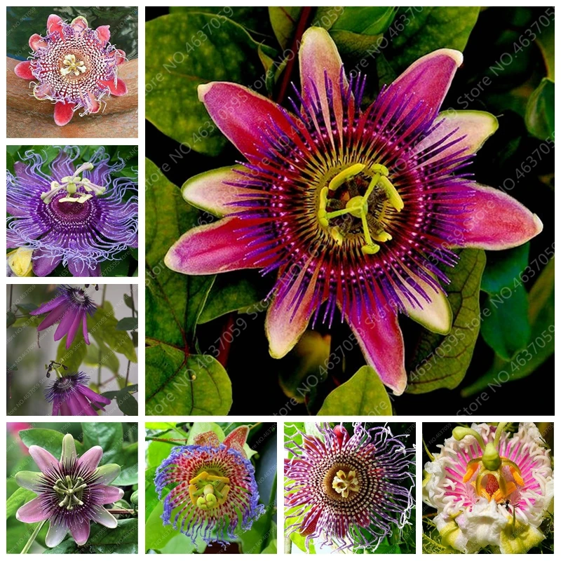 

Courtyard Bonsai Plants 100 pcs/ bag Passion Flower Semilla Fruit Tree Potted Planting for Home Garden Flower Pot Decor Supplies