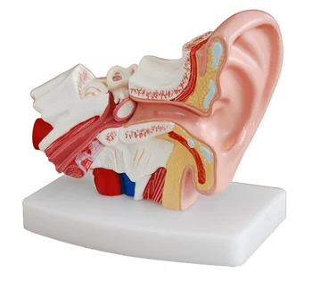 

1.5X ear anatomy the inner ear labyrinth model human auditory system model ENT human model