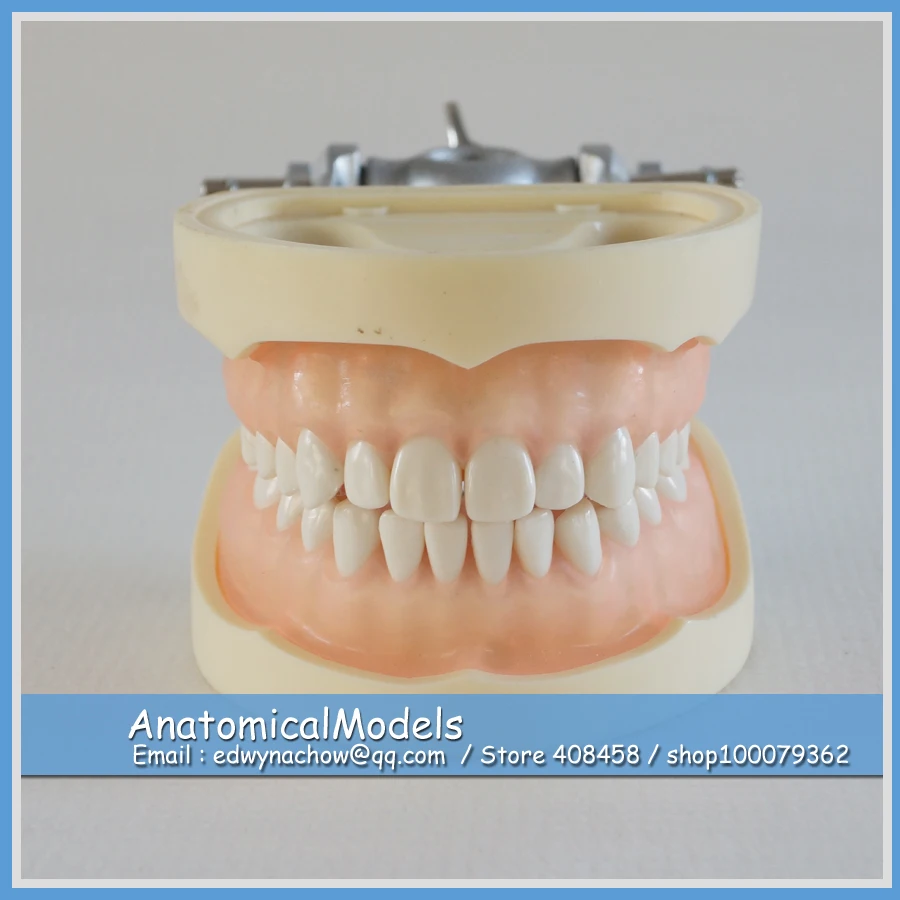 

ED-DH109 Wholesale Soft Gum Dental Standard Model (28pcs Teeth), Medical Science Educational Teaching Anatomical Models