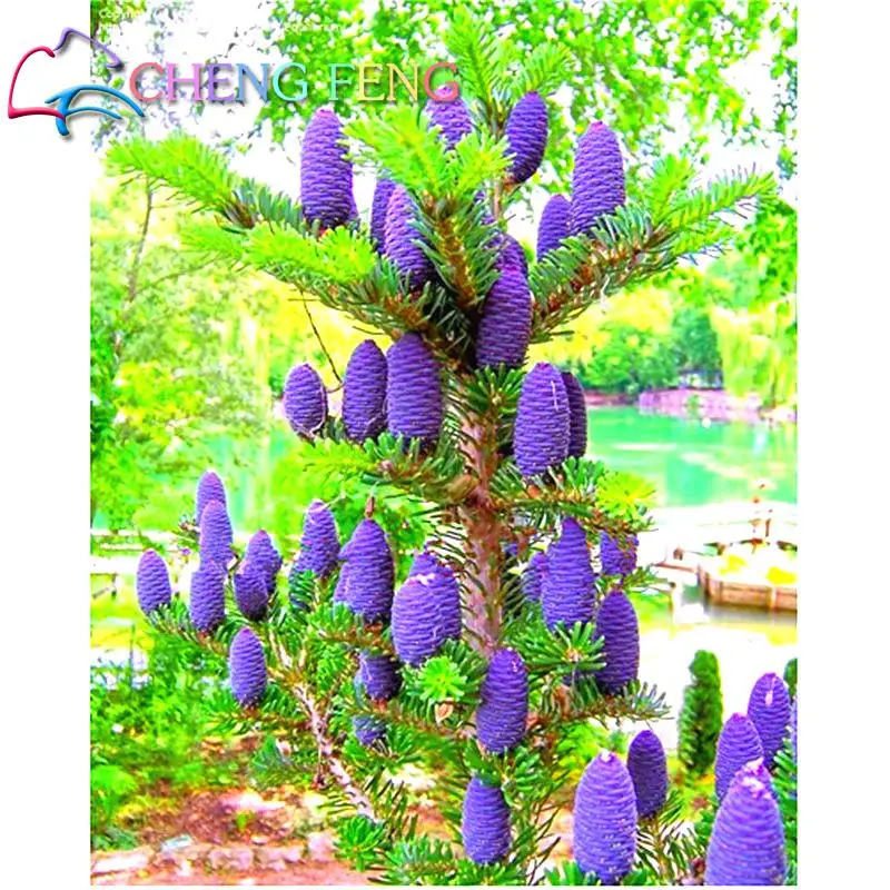 50 Purple Korean Fir Seeds Abies Koreana Bonsai Tree Seeds For Garden