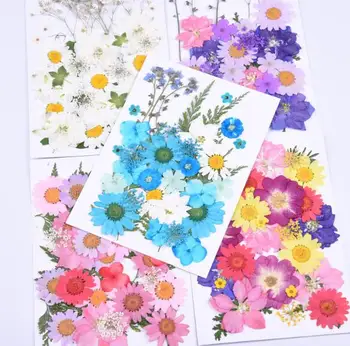 

Natural Pressed Dried Flowers Branches DIY Scrapbooking Arts Crafts Phone Case Album Card Decoration