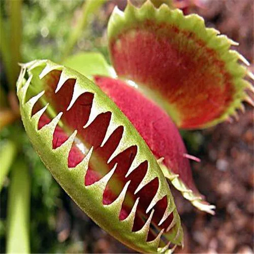

Big Promotion! 100Pcs Potted Insectivorous Bonsai Plant Blue Dionaea Muscipula Carnivorous Plants Giant Clip Venus Flytrap Plant