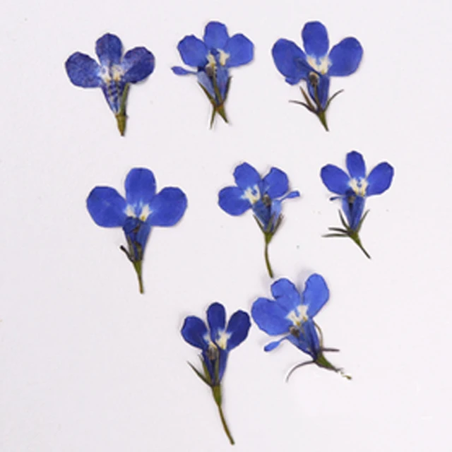 

Lobelia Dried Pressed Flower 1 bag/120pcs DIY handmande floral For Card / Nail Decoration Wholesale Free shipment