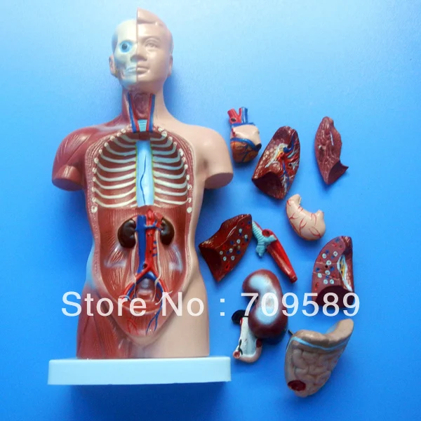 ISO Deluxe 85CM Human Torso with Internal Organs, 23 Parts, Unisex Anatomy Torso model