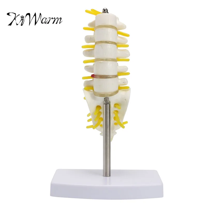 

KiWarm 1PC 15cm Mini Human Lumbar Vertebrae Sacrum Coccyx Anatomy Medical Spine Model Statues Sculptures