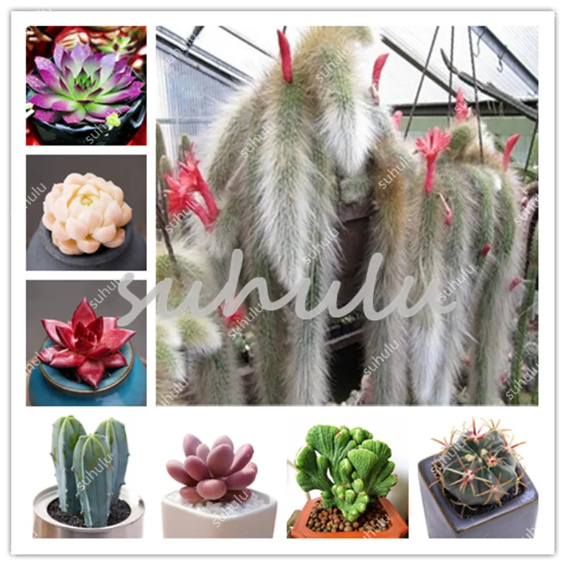 

German Imports Of Potted Succulents Bonsai, Mixed Beauty Succulents Bonsai Plant Easy To Grow Mini Potted Flower Pots - 100 Pcs