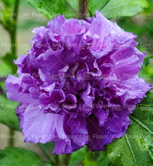 100PCS Giant Double Hibiscus Beautiful Bonsai Flower Perennial Plants Potted Flower For Home Garden Planting