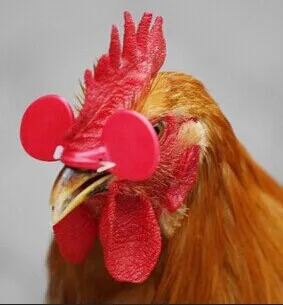 Креативные куриные глазки, очки для домашнего скота, избегайте приклеивания курицы друг к другу, товары для фермы 100 шт./лот