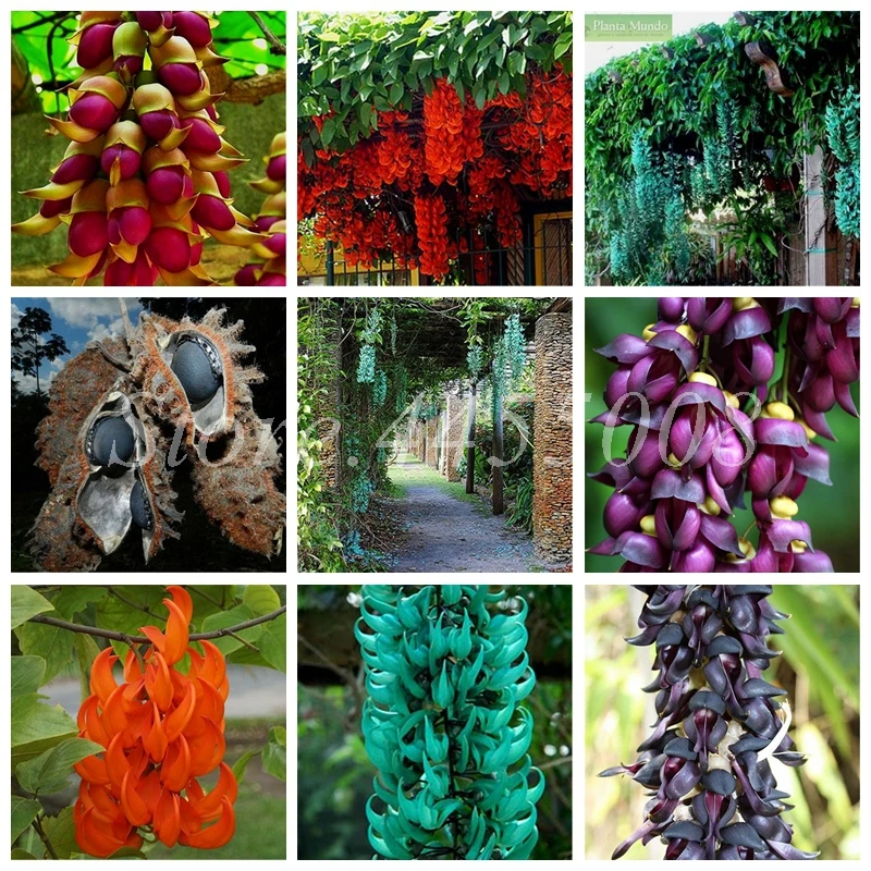 Imported Bonsai Mucuna Pruriens Exotic Jade Vine Perennial Climbing Garden Flower Fragrant Potted Home Planting Easy Grow 10 PCS