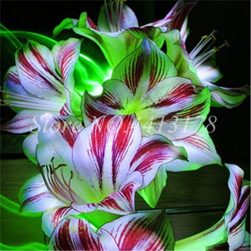 Hot Amaryllis Bonsai 100 Pcs Chinese Cheap Flower Bonsai Plants Hippeastrum Flower Plant Pots Flower Garden Balcony Easy Grow Hot Amaryllis Bonsai 100 Pcs Chinese Cheap Flower Bonsai Plants Hippeastrum Flower Plant Pots Flower Garden Balcony Easy Grow