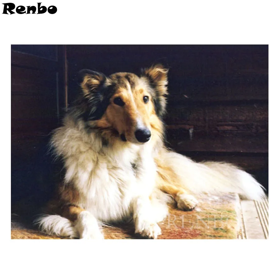 

Pet Animal Diamond Embroidery Collie dog,Diamond Painting,diy handmade Cross Stitch,3D,Diamond Mosaic,Needlework,wall decor