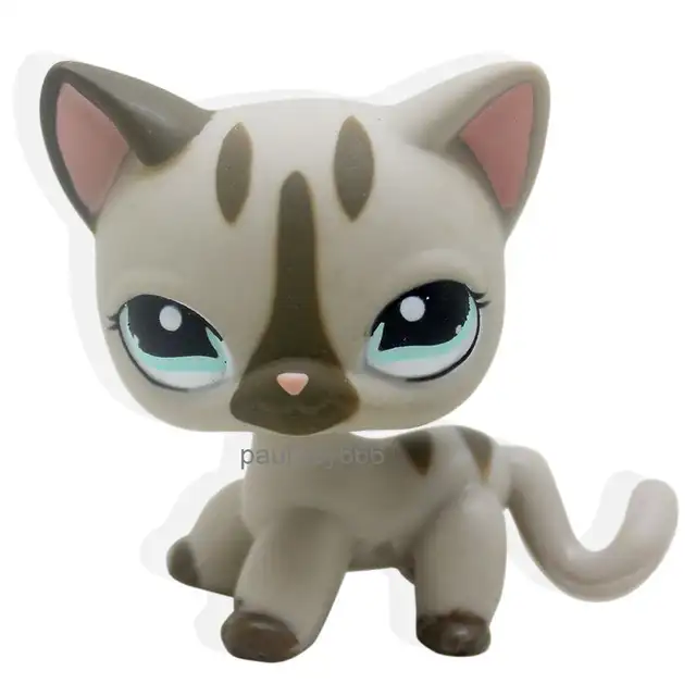 Petit Animal De Compagnie Gris Chat Kitty Cheveux Courts