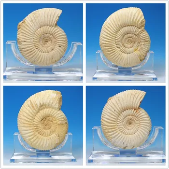 

Pavlov large variety of natural Madagascar ammonite fossils specimen original stone ornaments