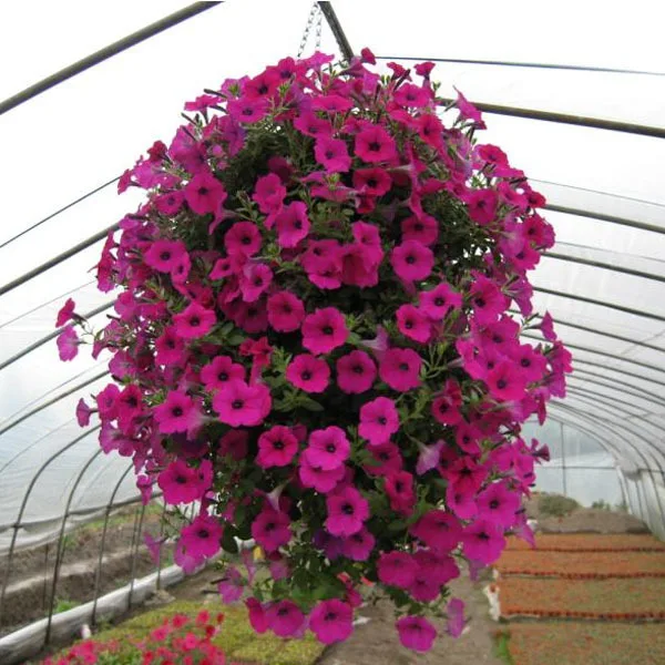 Buy Loss Promotion!!!Hanging petunia seeds,Balcony
