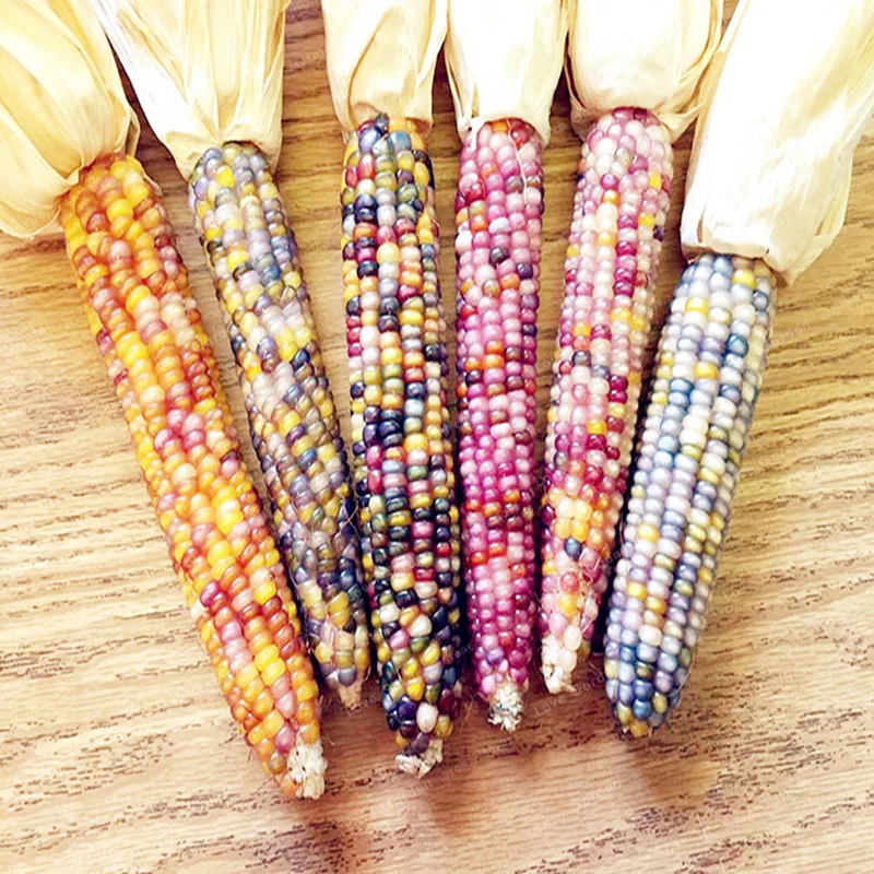 

30 Sweet Rainbow Corn Bonsai Colorful Corn Grain Cereals High-Quality Bonsai Vegetables For Home Garden Easy To Grow