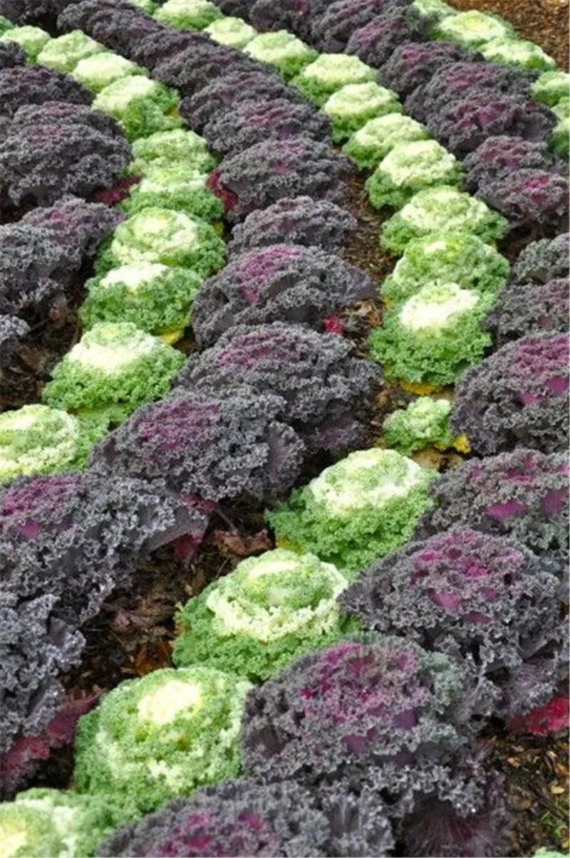 100+ Dinosaur Kale Vegetable Seeds , under sun plant,cabbage seeds-in