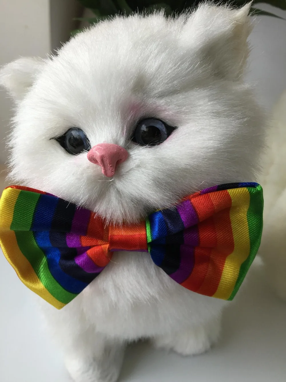 teddy cats for sale