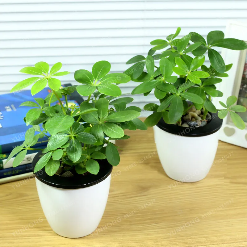 

Hot Selling Schefflera Octophylla Bonsai Rare Indoor Bonsai Plantas Very Beautiful Indoor Tree DIY Home Gardening 10 Pcs