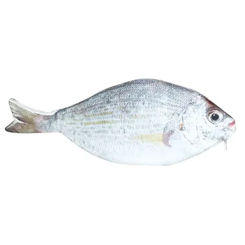 

5X Fish shaped pencil bag pencil case box fish school pen case originality School creative gifts White