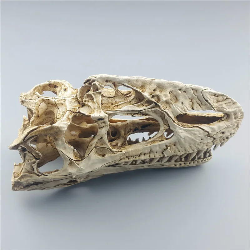  Mrzoot Resin Dinosaur Skeleton Model Monolophosaurus Specimen Animal Research Teaching Decoration - 32872207998