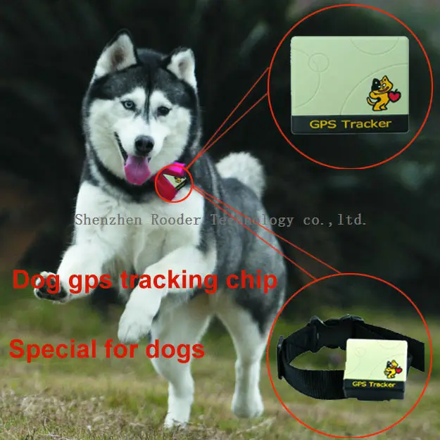 can you get tracking chips for dogs