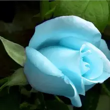 Светильник Небесно-Голубой герани семена цветов многолетний цветок Бонсай легко вырасти из роз семена цветов 100 штук в упаковке