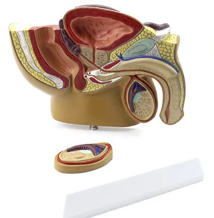 

Human small male prostate model pelvic testis prostate model male urology